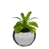 Planta verde en maceta de cerámica H15cm