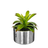 Planta verde en maceta de cerámica H15cm